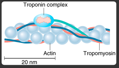 <p>covers actin binding sites for the myosin heads; presence of Ca2+ uncovers </p><ul><li><p>Keeps tropomyosin covering actin; binding to calcium moves it </p></li></ul><p></p>