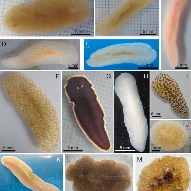 <p>Class: Turbellaria, Monogenaea, Trematoda, Cestoda</p>