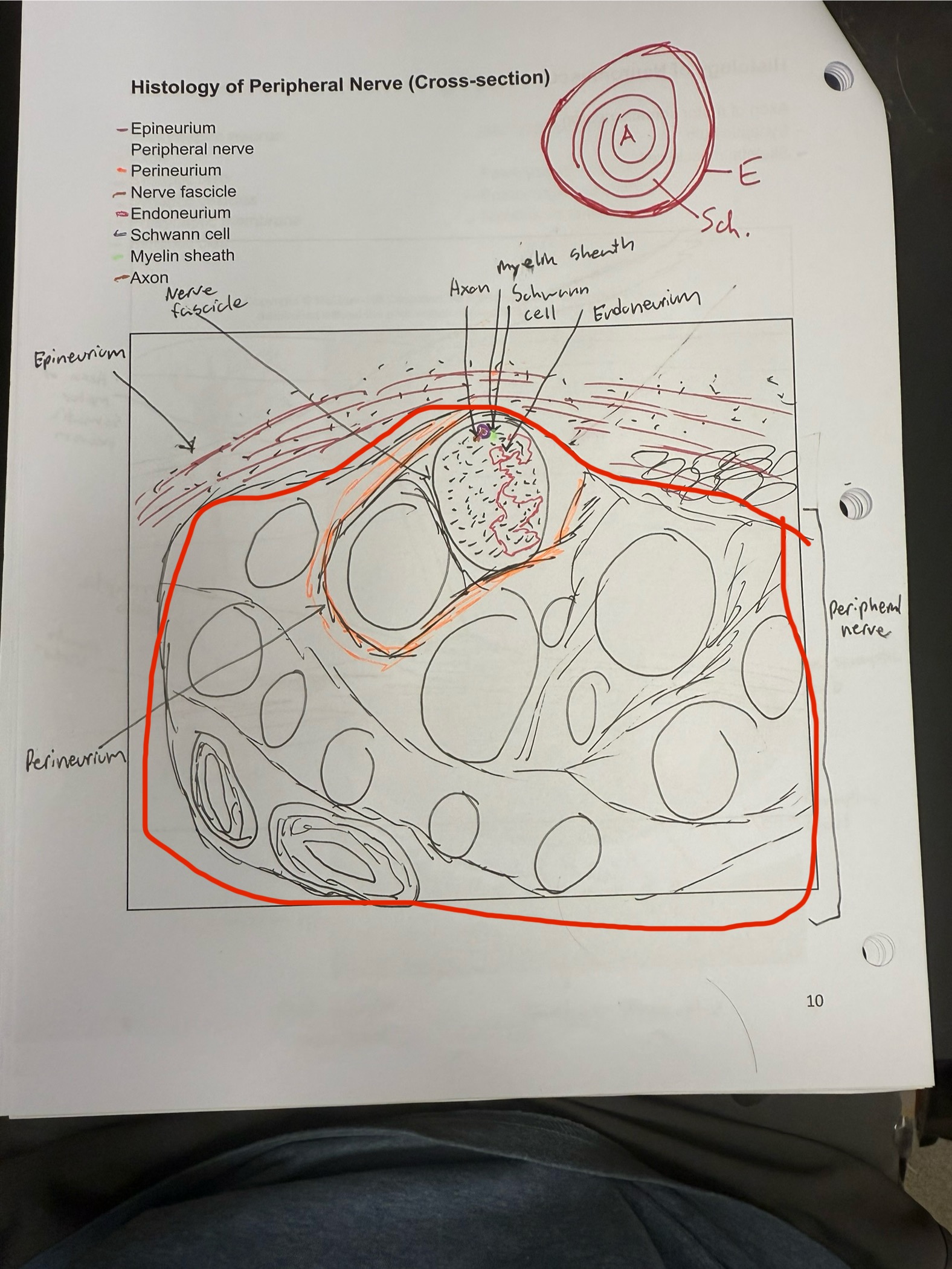 <ul><li><p>Collection of neurons that travel bound together together</p></li><li><p>Contains mixture of motor and sensory neurons</p></li></ul><p></p>
