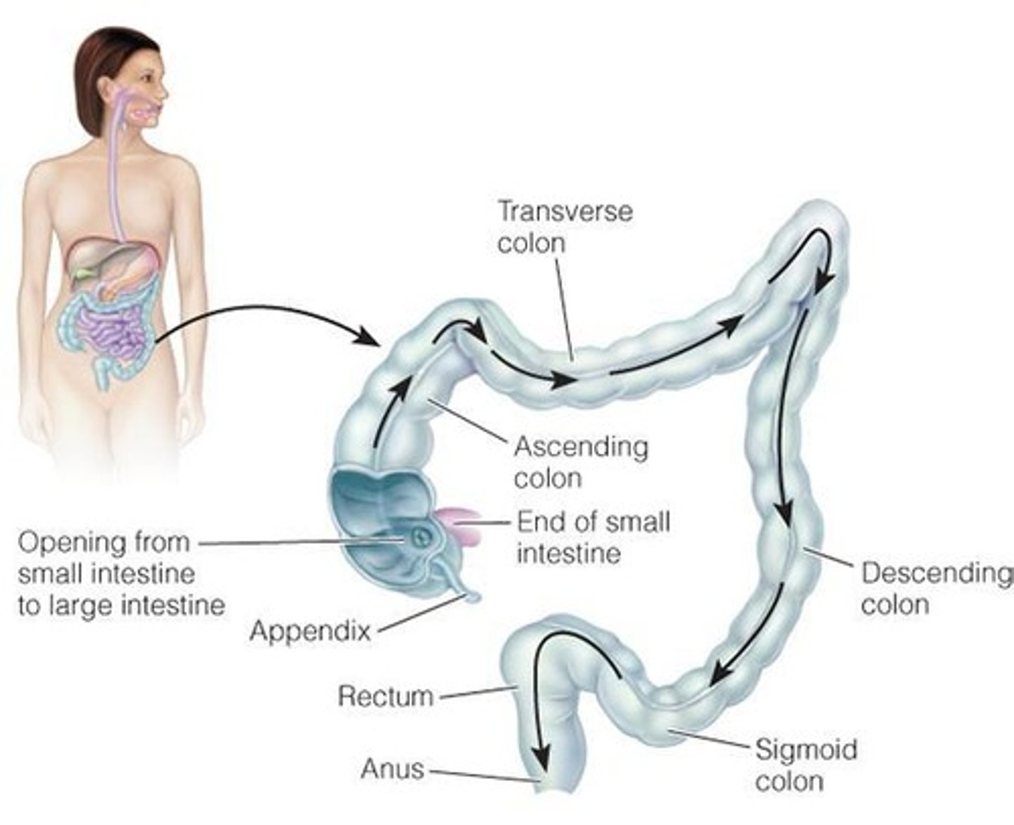 <p>Mass of waste material in the intestines.</p>