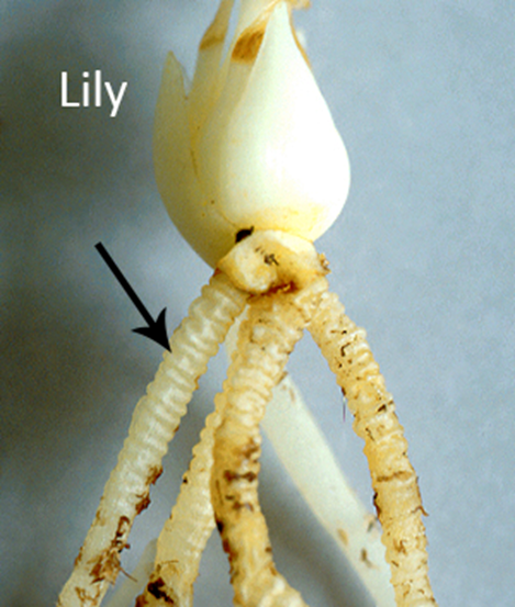 <p>characteristic to underground stems such as bulbs, corms, and rhizomes</p>