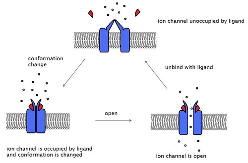 Nicotinic receptors are receptor proteins on postsynaptic cells that bind to the neurotransmitter acetylcholine.  Nicotinic receptors are found on skeletal muscle that receive acetylcholine released from neurons to signal the muscular contraction.

The nicotinic receptor is a ligand-gated channel, which means that the receptor is also a channel protein.  Binding of the neurotransmitter (the ligand) opens the gate of the channel.
When acetylcholine binds to the nicotinic receptor, the receptor protein undergoes a conformational change that causes the opening of the channel formed by the receptor. This increases the Na+ movement into the target cell, leading to depolarization and generation of the action potential in the postsynaptic cell.