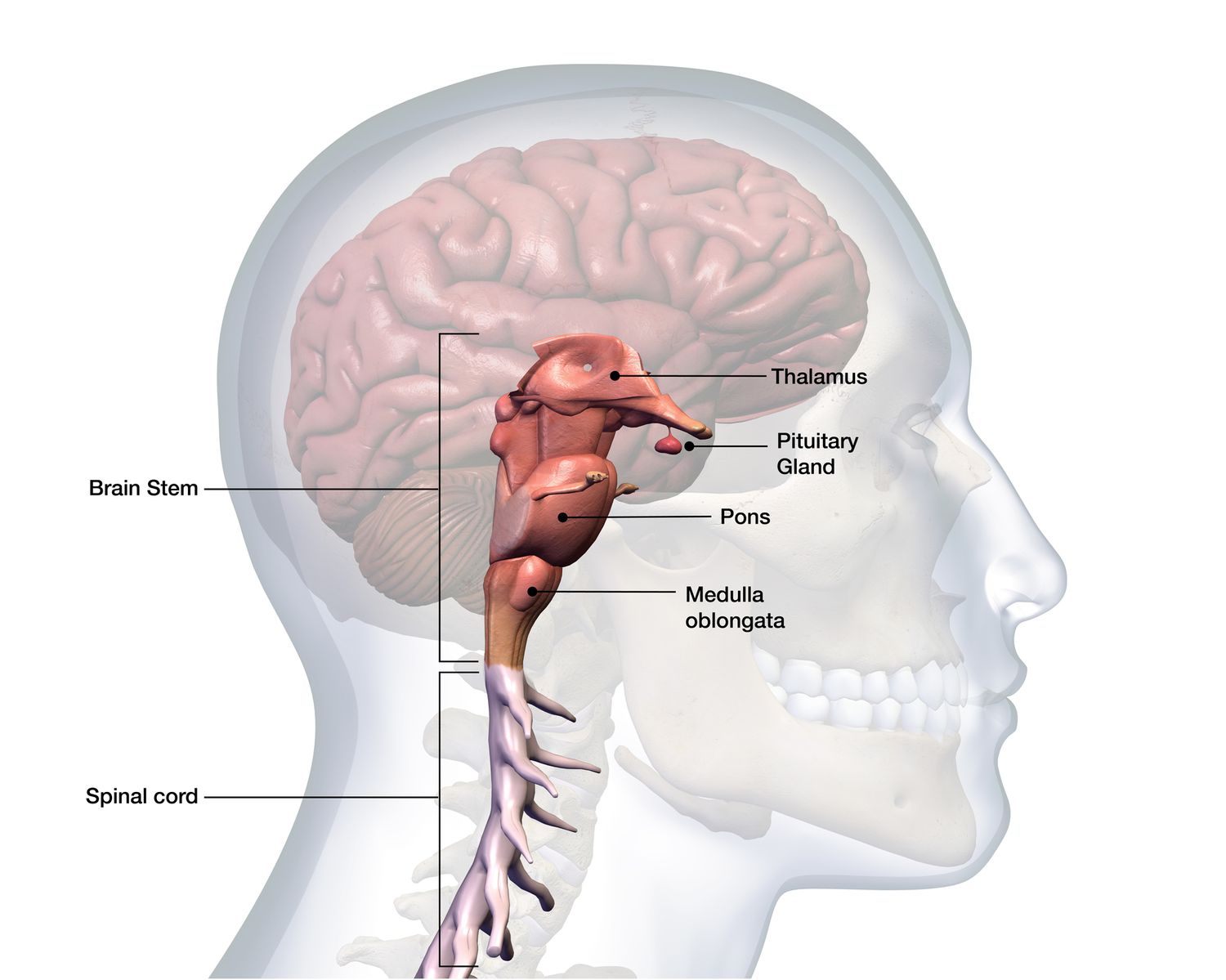 <p>The Base of the brain stem</p><ul><li><p>Controls heartbeat and breathing</p></li></ul>