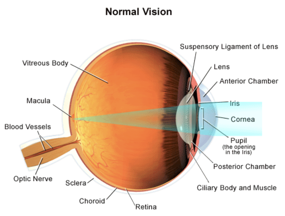 <p>General Pathway of Light through the Eye</p>