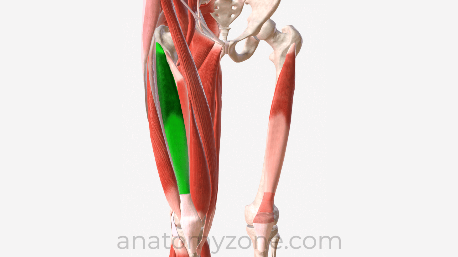<p>A muscle that extends the leg, located deep under the front thigh muscle.</p>