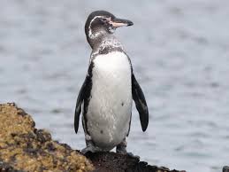 <p>Penguins</p>