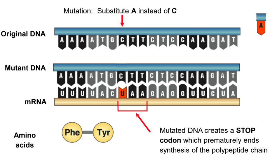 <ul><li><p>A single base is substituted by another.</p></li><li><p>This results in a new triplet that does not code for an amino acid.</p></li><li><p>This may be an instruction to terminate the synthesis of the polypeptide chain.</p></li></ul>