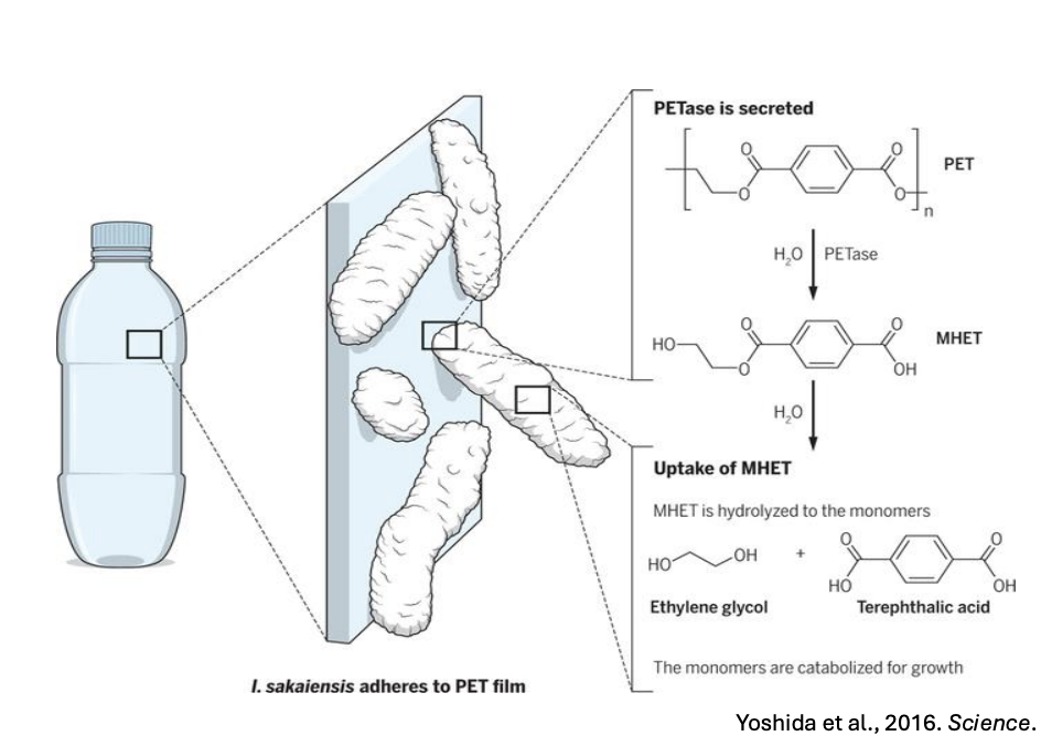 <p><em>Ideonella sakaiensis </em>breaks down ____(ethylene terephthalate), a component of plastics</p>