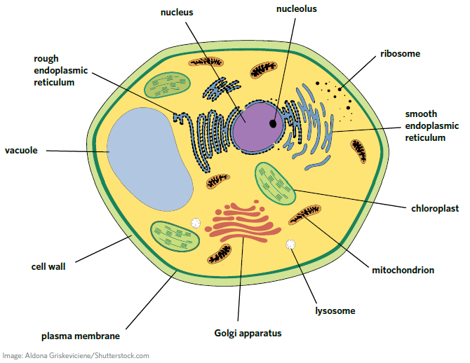 <p>Eukaryotes</p>