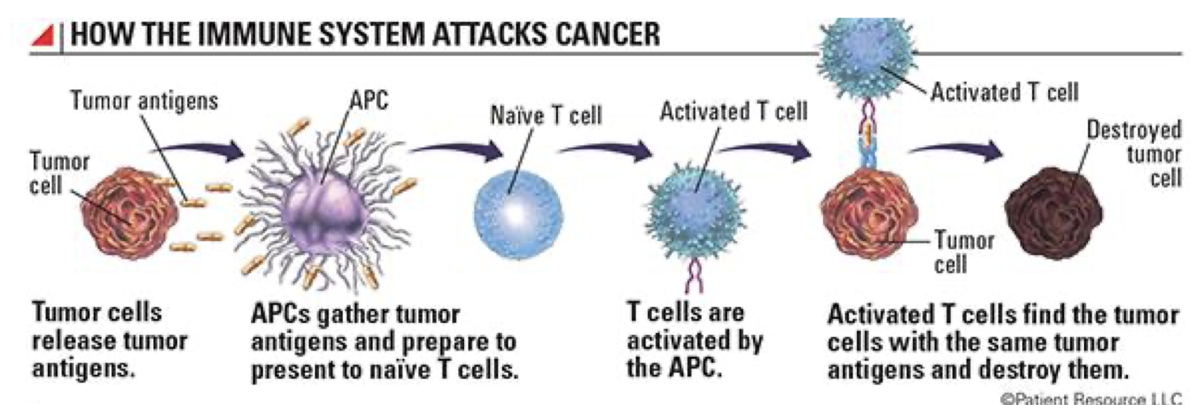 <p> Results from a lack of immune surveillance</p><p><span data-name="black_medium_square" data-type="emoji">◼</span> Cells or secreted molecules can</p><ol><li><p> Induce CTL apoptosis</p></li><li><p> Suppress CD8+ T cell-mediated immunity</p></li><li><p>Cause immune exhaustion</p></li><li><p>Downregulate molecules involved in T cell activation</p></li></ol><p></p>