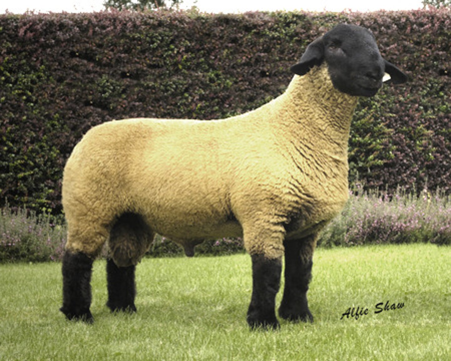 <p>What type of sheep is this? (breed and type)</p>