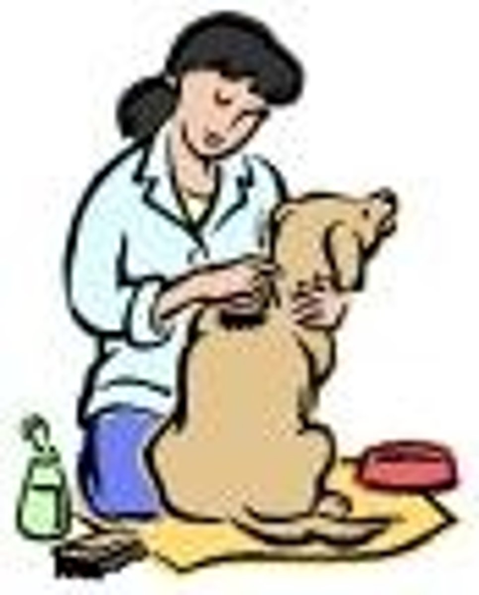 <p>to care for the dog</p>