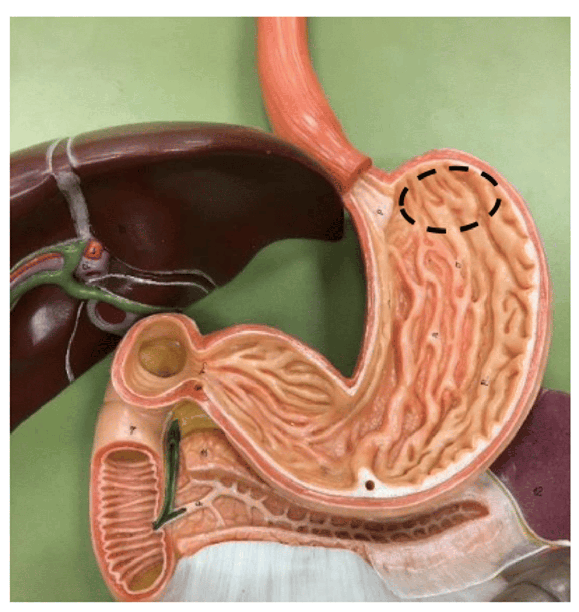 knowt flashcard image