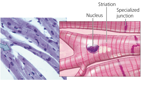<p>What tissue is this?</p>