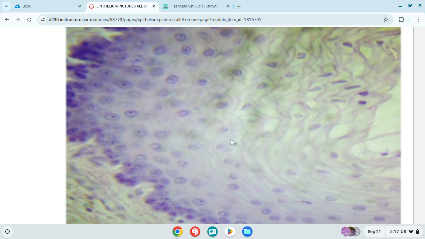 knowt flashcard image