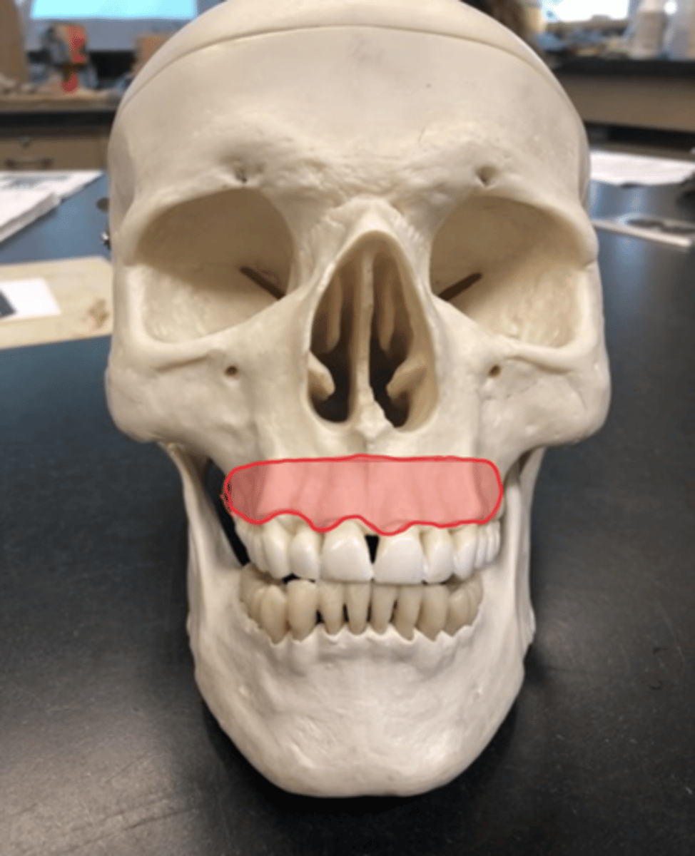 <p>Ridges where the teeth fit in; "gums"</p>