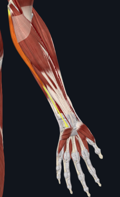 <p>What muscle is this</p>