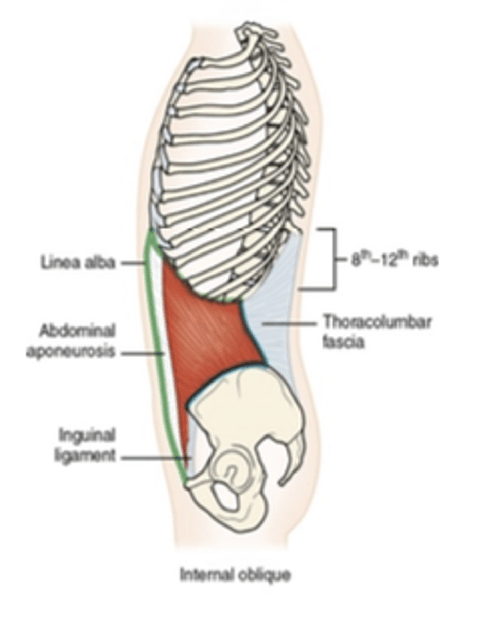 <p>What muscle is this?</p>