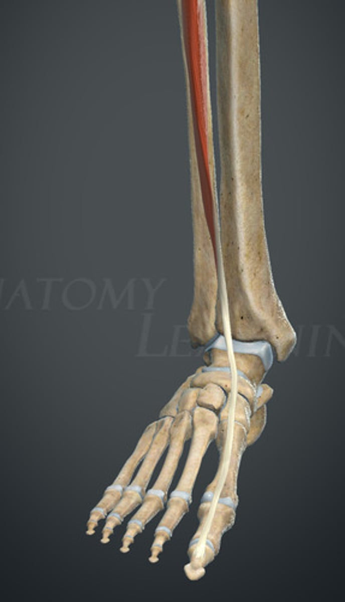 <p>paliczek dalszy palucha</p>