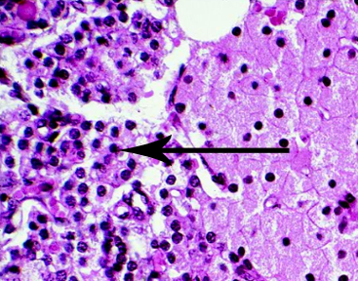 <p>What cells secrete Digestive Enzymes (ex: Pepsinogen, Lipase) in the fundus/body of stomach?</p>