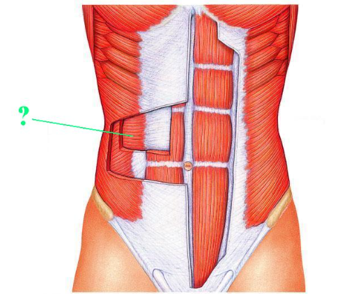 <p><span>Identify the indicated muscle.</span></p>