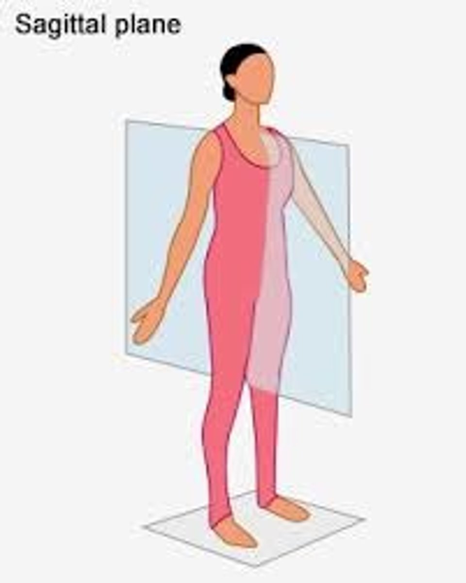 <p>Divides the body in half, separating the left side of the body from the right side.</p>