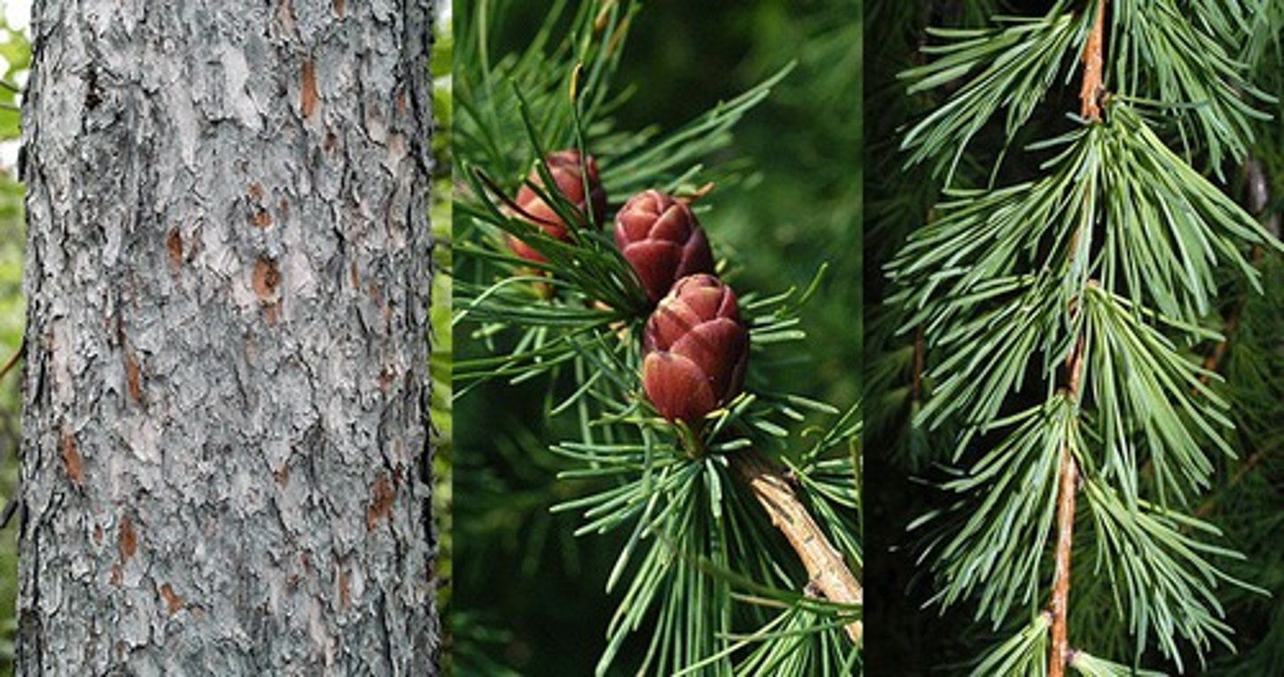 <p>cone-shaped, needles instead of branchlets, deciduous conifer</p>