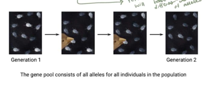 <p>The change in allele frequencies in populations over generations.</p>