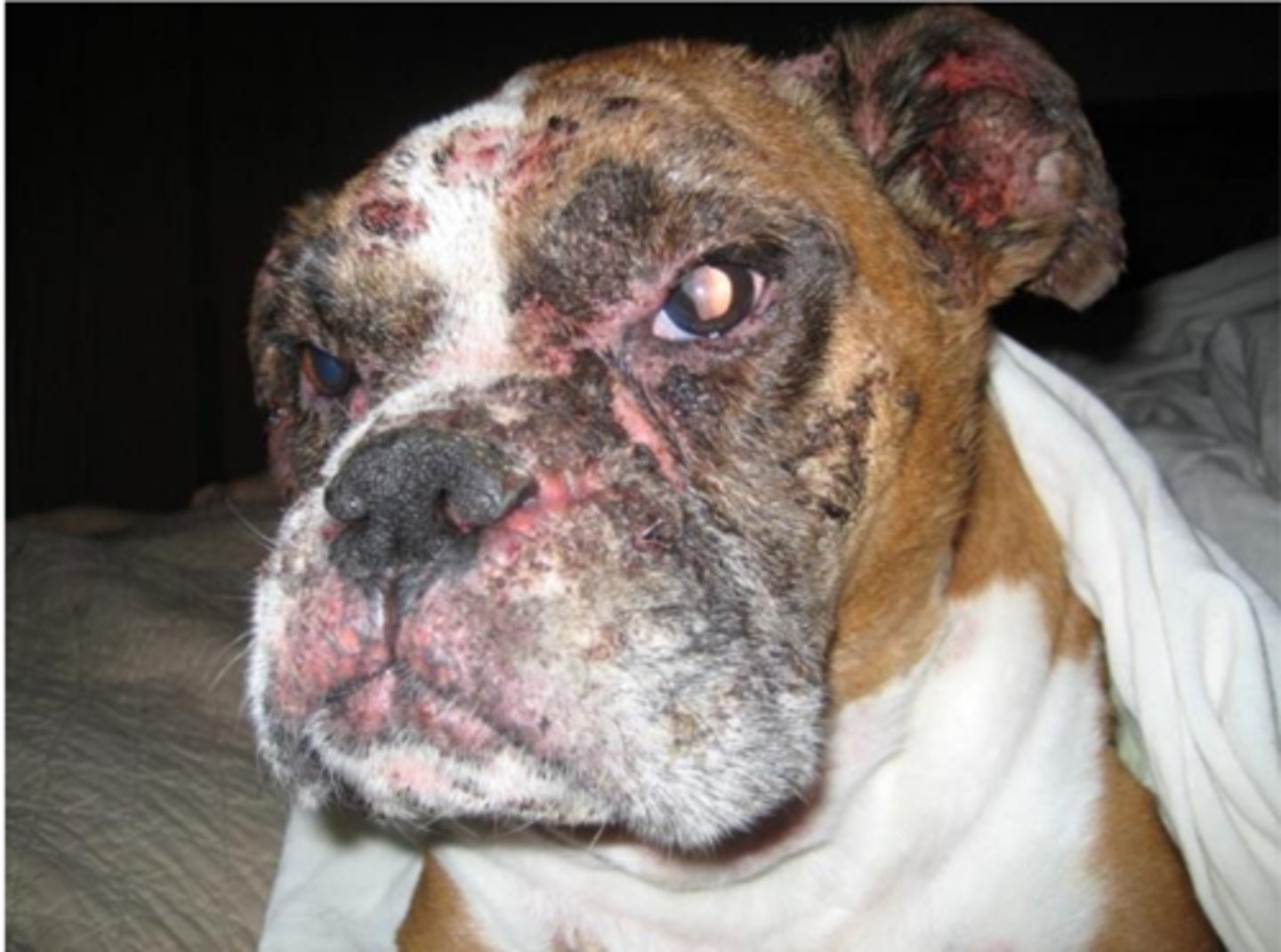 <p>What type of pemphigus</p>