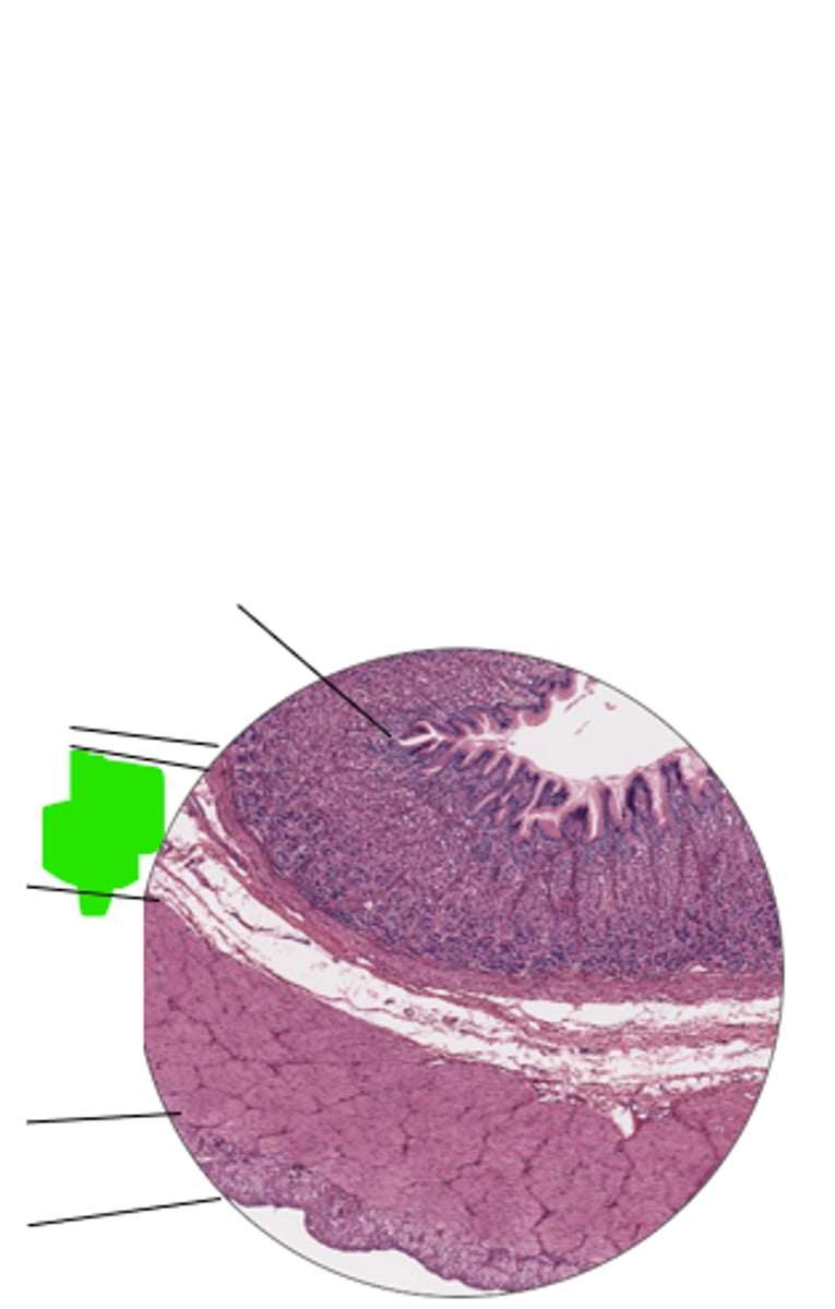 <p>name region and organ highlighted</p>