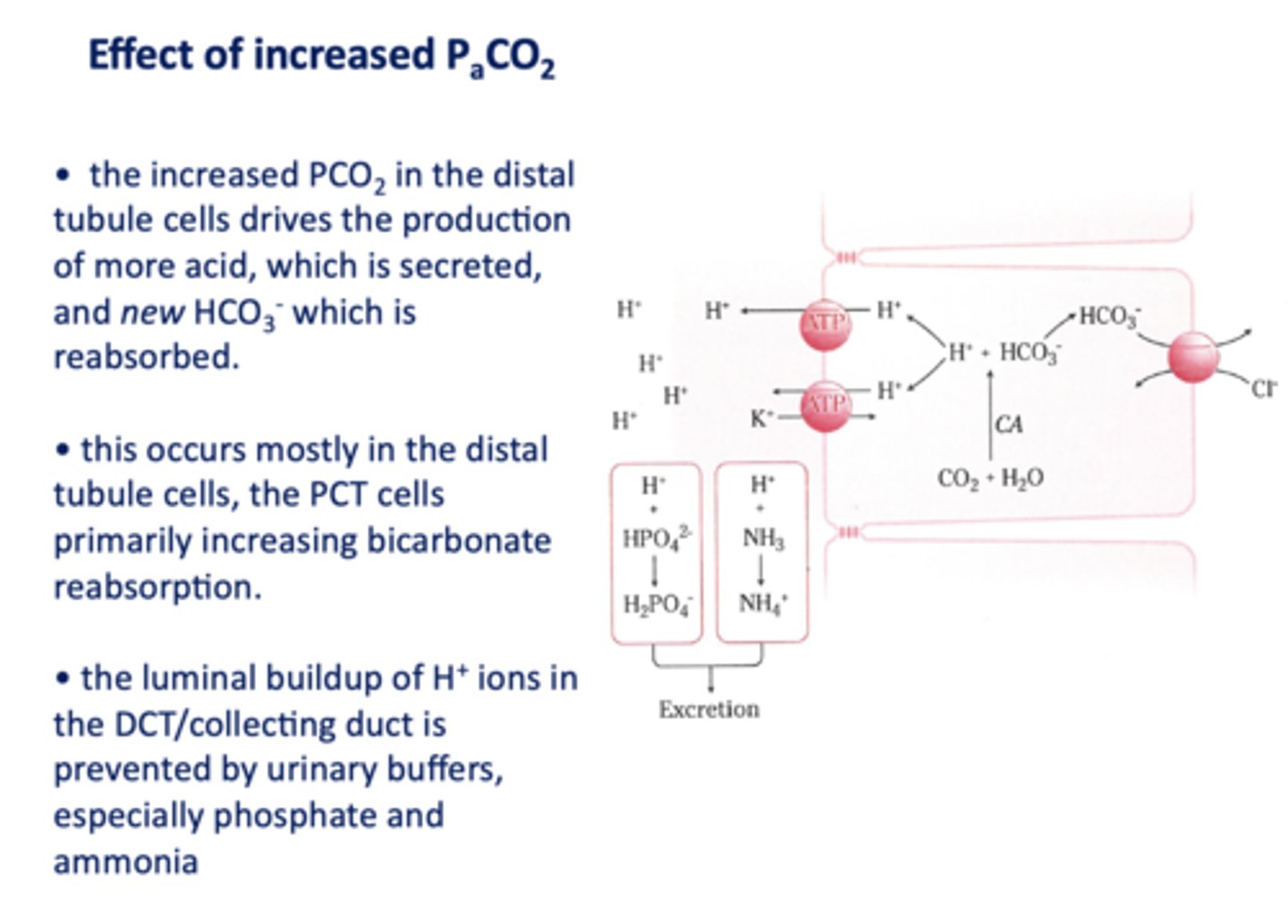 <p>phosphate and ammonia</p>