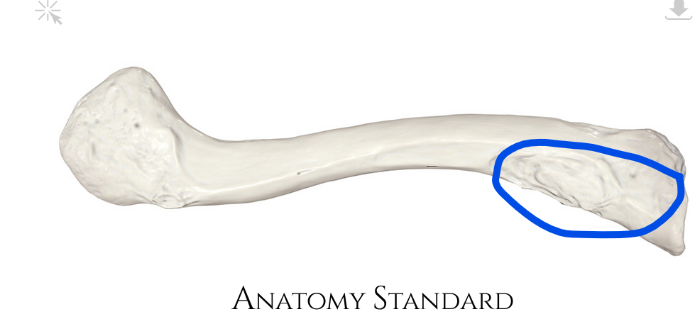 <p>Where the first rib contacts the clavicle</p>