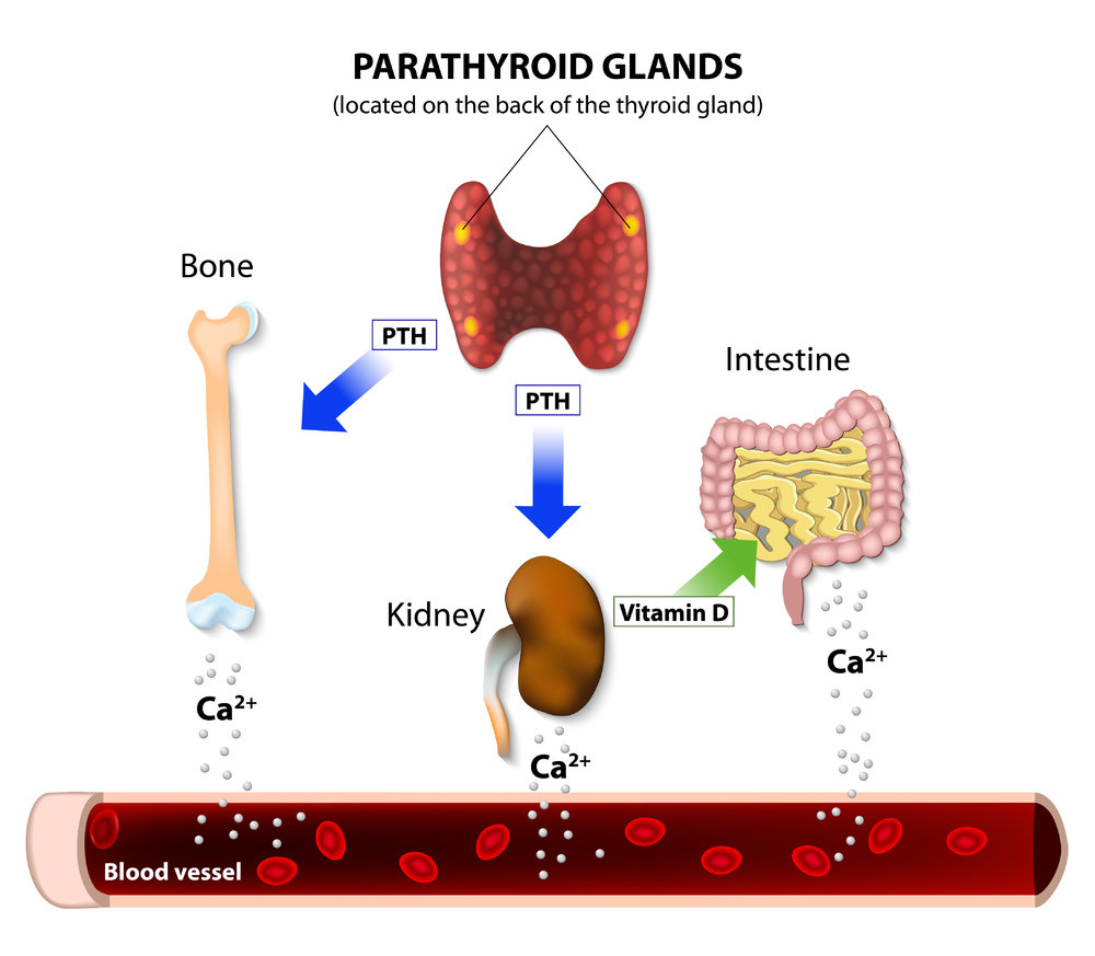 <p><strong>regulate</strong> <span style="color: blue"><strong>calcium levels </strong></span>in the <strong>blood</strong></p><p><span style="color: green"><strong>+ increases calcium </strong></span></p><p></p>