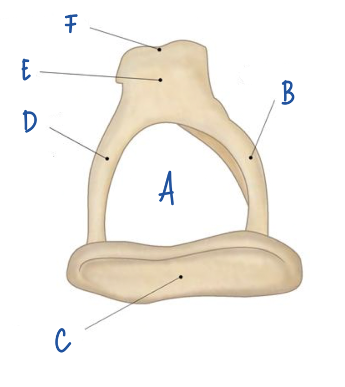 <p>What part of the stapes is labeled F?</p>