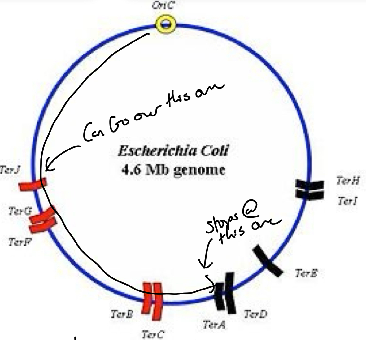 <p>A, D, H + I = Allow Clockwise movement but <u>not counterclockwise</u> (on the right side of the circle pointing clock wise)</p><p>B, C, F, G + J = Allow counter clockwise <strong>not clockwise</strong> (on left side of circle pointing counter clockwise)</p>