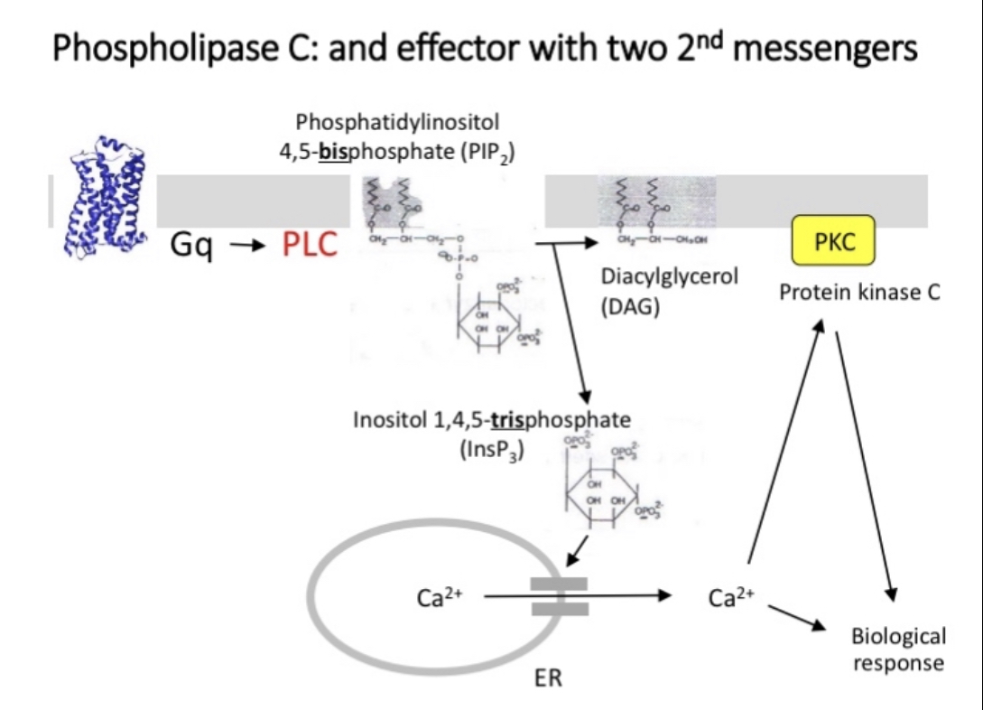 <p>PLC cleaves a membrane phospholipid, PIP2, to give two secondary messengers (IP3 and DAG)</p><p>DAG remains in cell membrane and attracts and activates protein kinase C</p><p><u>Calcium signalling</u></p><p>G protein dependent opening of ligand gated ion channels</p><p>Release of intracellular stores of calcium in ER mediated by release of IP3</p><p>Calcium acts as a secondary messenger activating calcium/calmodulin dependent protein kinase</p>