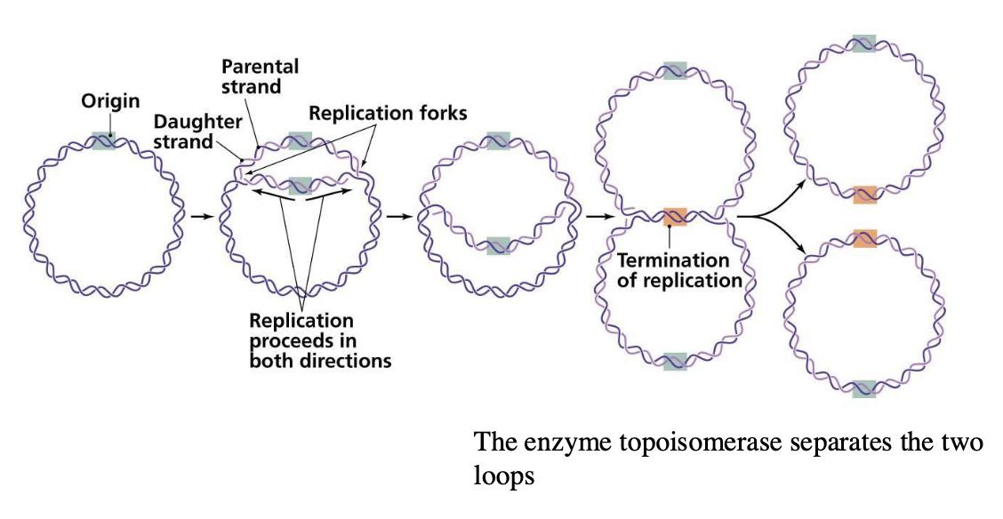 <p>enzyme topoisomerase separates the two loops</p>