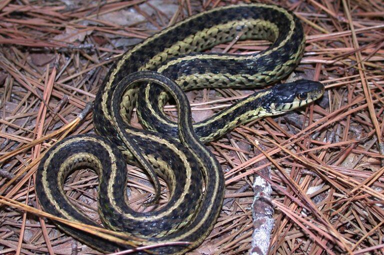 <p>Eastern gartersnake</p>