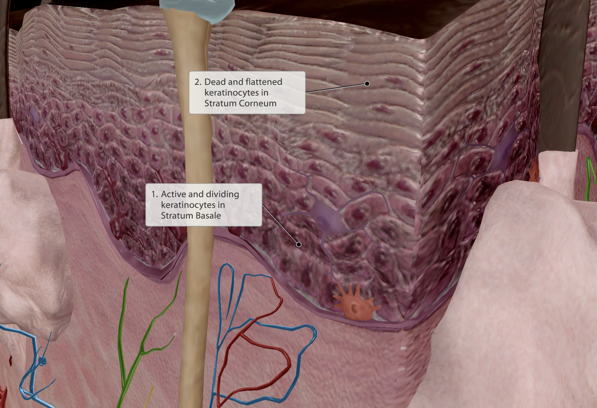 <p>Are epithelial cells, form epithelial tissue of the epidermis.</p><ul><li><p>Most abundant call in epidermis</p></li><li><p>Chock full of <strong>keratin</strong></p><ul><li><p>Keratin <strong>helps absorb vitamin D</strong> from sunlight</p></li></ul></li><li><p>Packed together</p><ul><li><p>Dense packing helps limit the passage of substances (e.g water) into and out of the body</p></li></ul></li></ul><p></p>