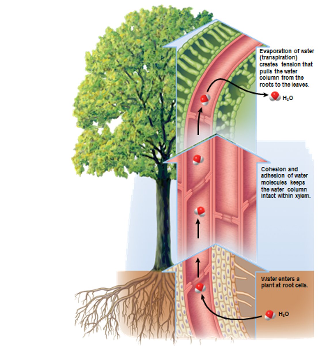 <p>1. Water evaporates from mesophyll cells due to heat from sun leading to transpiration.</p><p>2. Water molecules form H-bonds with one another ---> cohesion.</p><p>3. Water forms a continuous, unbroken column across mesophyll cells and down xylem.</p><p>4. Column of water pulled up xylem as a result of transpiration => transpiration pull.</p><p>=> puts xylem under tension ---> negative pressure within xylem.</p>