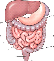 <p>Which structure is labeled 7?</p><p>A. cecum</p><p>B. sigmoid colon</p><p>C. descending colon</p><p>D. rectum</p>