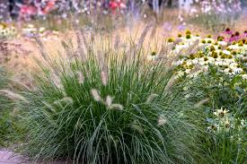 <p><span>Pennisetum ruppelia / Fountain Grass</span></p>