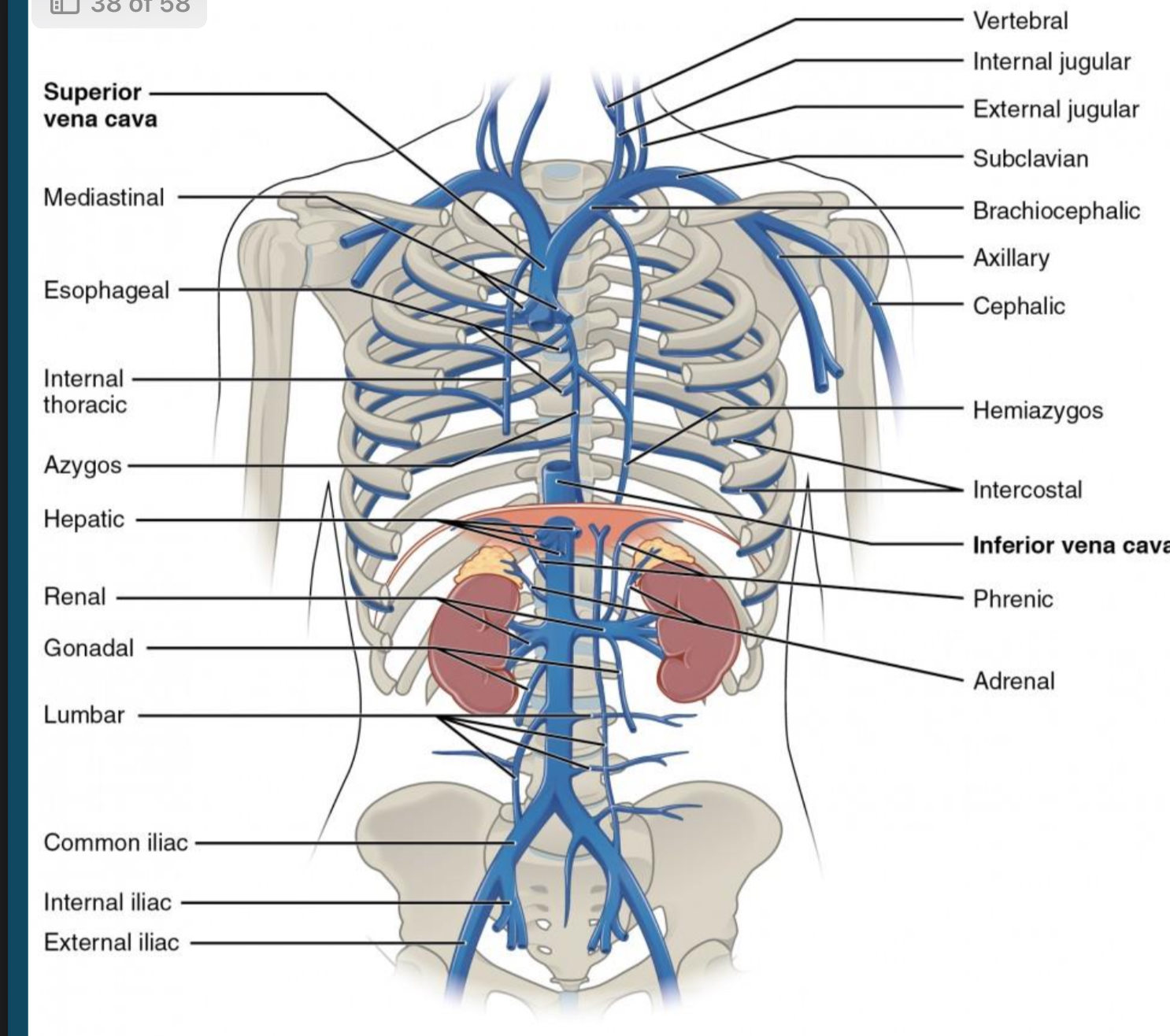 <p>Be able to identify the veins of the thorax and abdomen.</p>