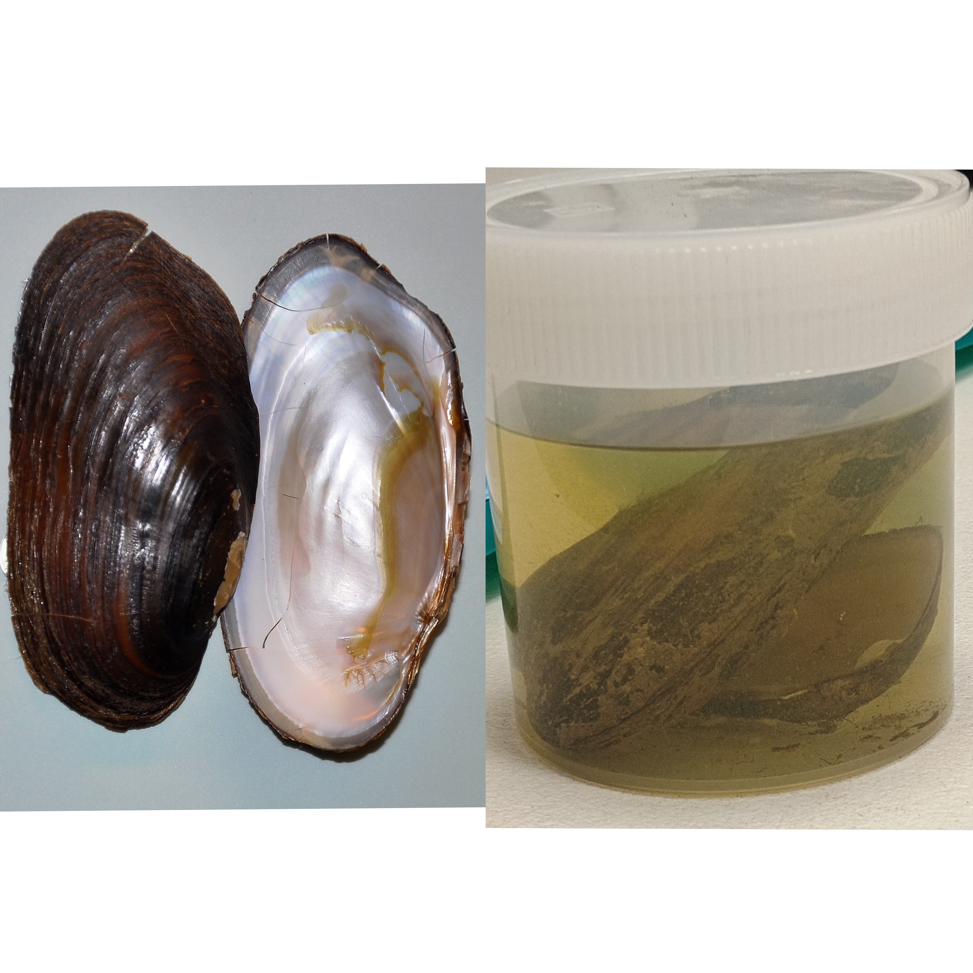 <p>Kmeň: Mollusca (mäkýše)<br>Trieda: Bivalvia (lastúrniky)</p>
