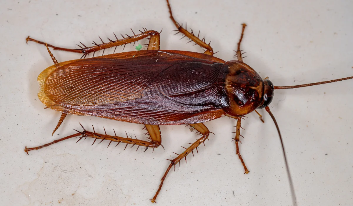 <p>Cockroaches</p>