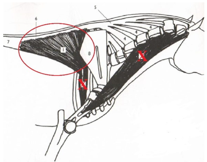 <p>What is this muscle? What is it’s purpose? Where does it originate and insert?</p>