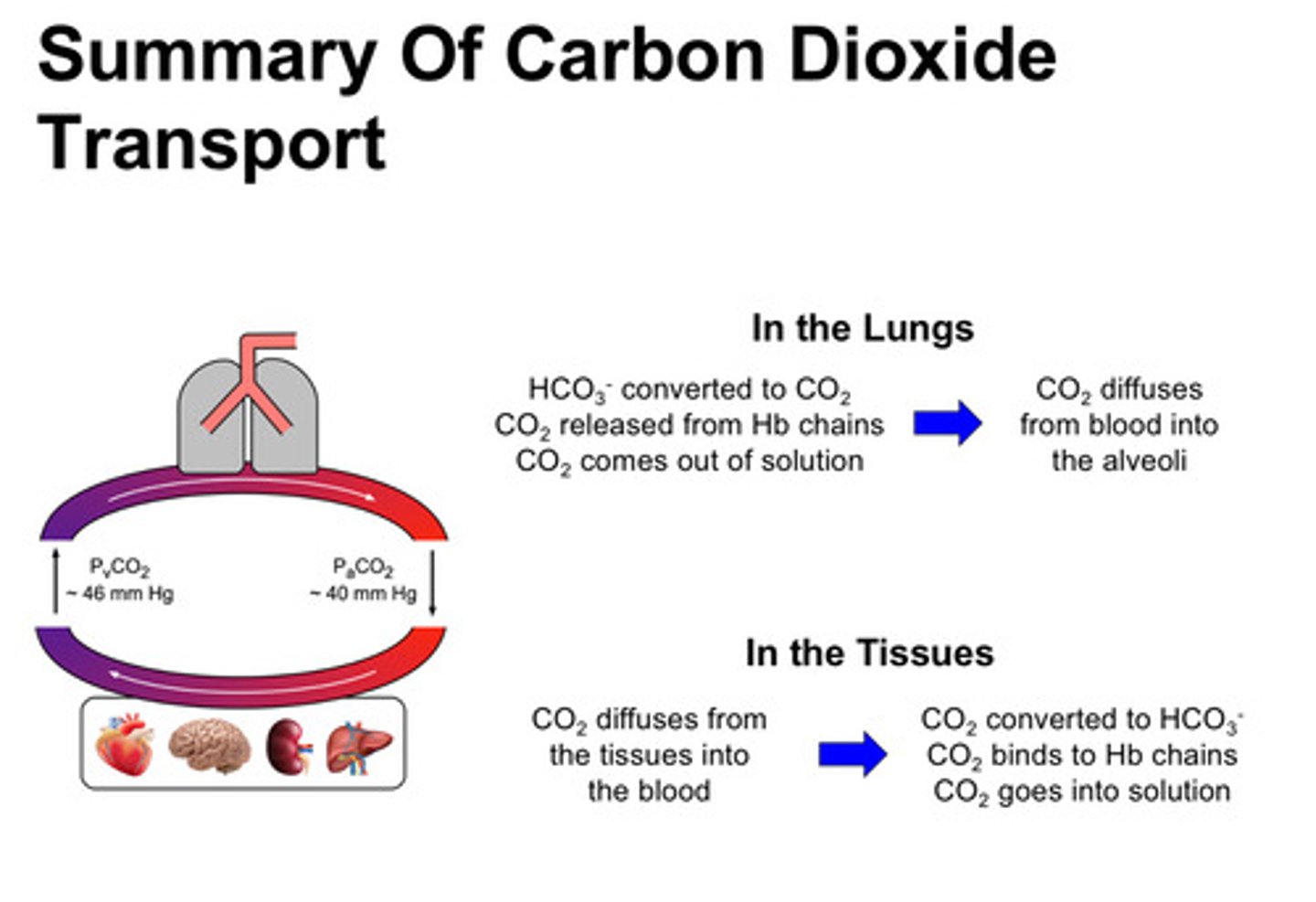 <p>1) as blood moves across pulmonary capillary bed, PCO2 is decreasing as the CO2 diffuses across the alveolar capillary barrier and leaves through ventilation</p><p>2) as CO2 comes off Hb, the Hb conformation changes in a way that its affinity for O2 increases; loads on more O2</p><p>3) out in the tissues, as blood moves across capillaries, PCO2 rises and more CO2 is bound to Hb</p><p>4) this changes the conformation of Hb such that it has less affinity for O2 and releases O2 so it can diffuse into the tissues to support metabolic activity</p>