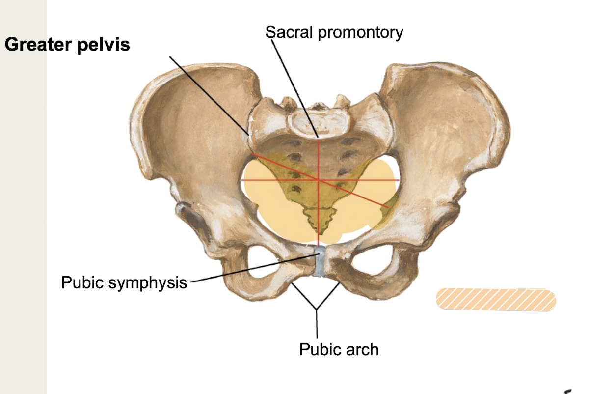 <p><span><strong>below pelvic brim</strong>, between pelvic inlet/outlet</span></p><p><span><strong>contains pelvic viscera and true pelvic cavity*</strong></span></p>