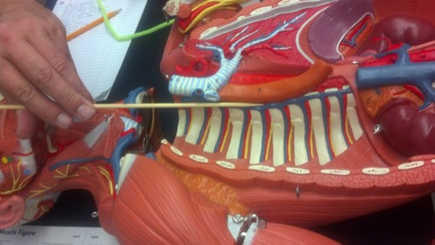 <p>Name this vein.</p>