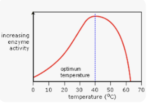 <p>low - reaction rate is slow </p><p>increasing - kinetic energy is increasing </p><ul><li><p>reaction rate increases </p></li></ul><p>optimum temp - humans = 37c</p><p>high temp - active site changes shape</p><ul><li><p>enzyme becomes denatured</p></li></ul><p></p>